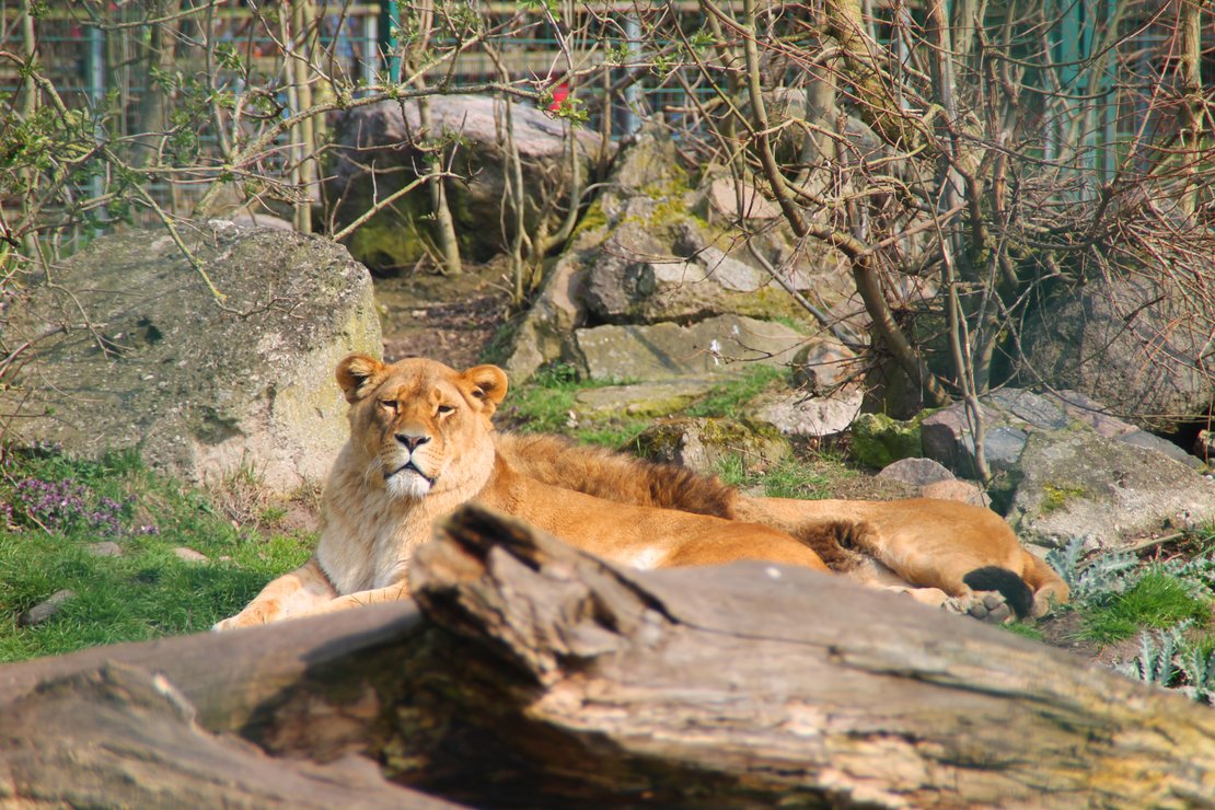 Löwin im Gehege