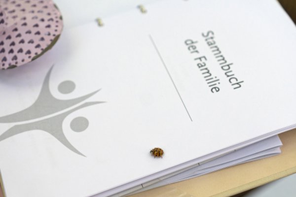 Marienkäfer auf einem Stammbuch