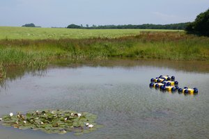 Teich mit Plastikblumen