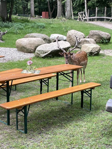Wild an Sitzbank