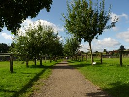 Apfelbaumalle zum Museumshof