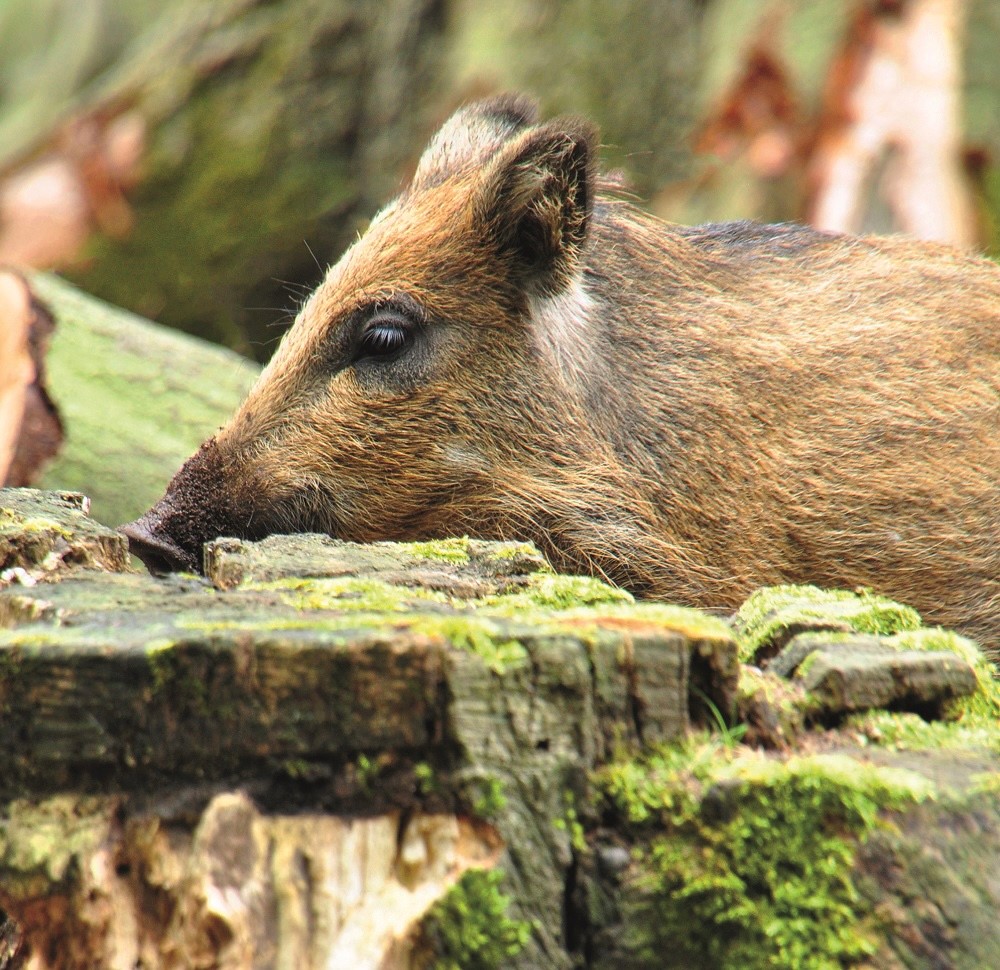 Ein Wildschwein